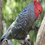 image of bird