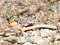 image of banded_gecko