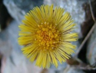 image of flower