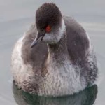 image of bird