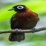 image of bird