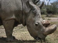 image of rhinoceros