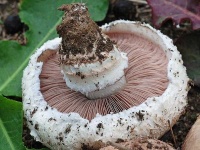 image of mushrooms