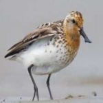 image of bird