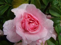 image of rose #2