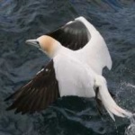 image of bird