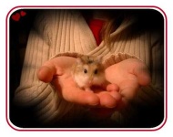 image of hamster