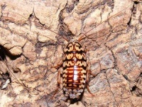 image of cockroach