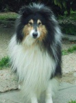 image of collie