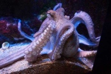 image of octopus