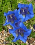 image of flower