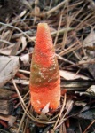 image of stinkhorn