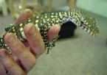 image of frilled_lizard