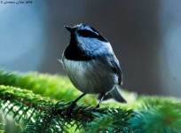 image of chickadee