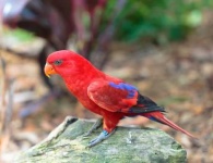 image of lory