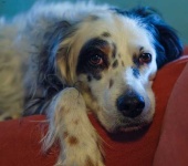 image of animal
