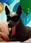 image of mexican_hairless