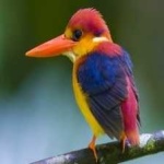 image of rufous_kingfisher #11