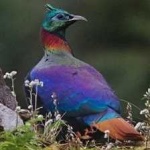 image of bird
