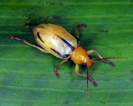image of leaf_beetle