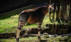 image of animal