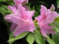 image of azalea #9