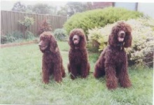 image of irish_water_spaniel