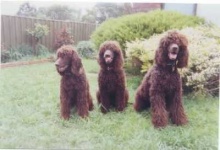 image of irish_water_spaniel #0