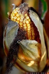 image of corn