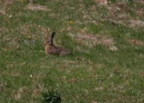 image of hare