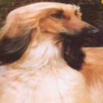 image of animal