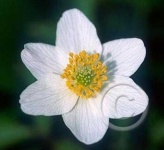 image of flower