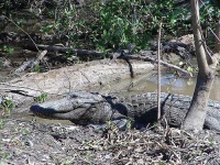 image of american_alligator