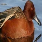image of bird