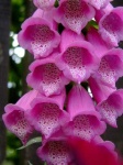 image of flower