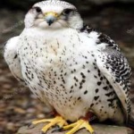image of bird