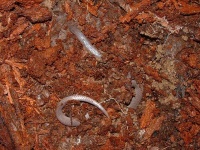 image of thunder_snake