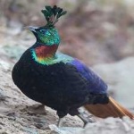 image of bird