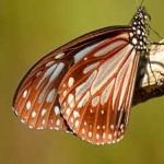 image of animal