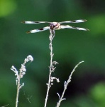 image of dragonfly #30