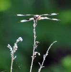 image of dragonfly
