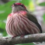 image of bird