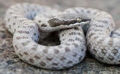 image of night_snake