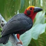 image of bird