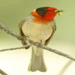 image of bird