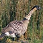image of bird