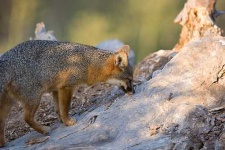 image of grey_fox