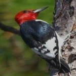 image of red_headed_woodpecker #7