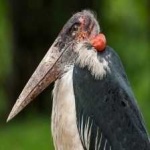 image of bird