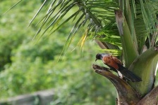 image of coucal